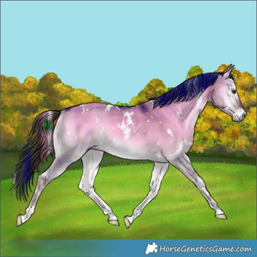Horse Color:Plaid  White Spotted Liver Red Dun Onyx Rabicano 