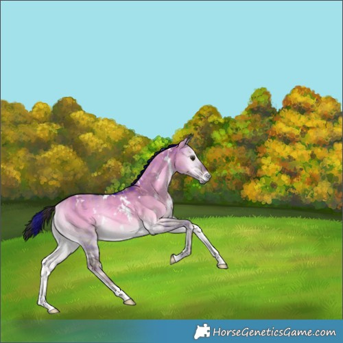Horse Color:Plaid White Spotted Liver Red Dun Onyx Rabicano