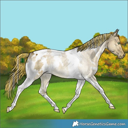Horse Color:Painted Plaid  White Spotted Chocolate Palomino Ice Dun Tobiano 