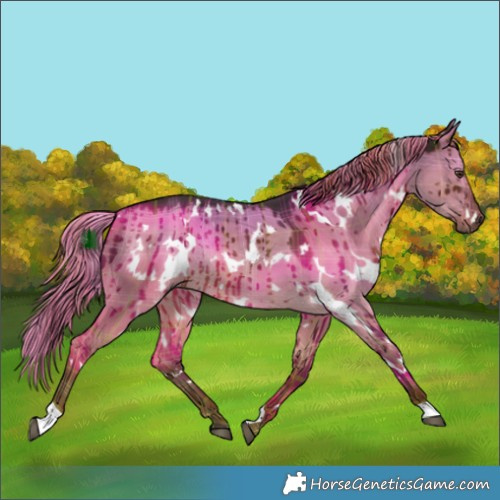 Horse Color:Plaid  White Spotted Liver Red Dun Rabicano Brindle 