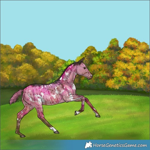 Horse Color:Plaid White Spotted Liver Red Dun Rabicano Brindle