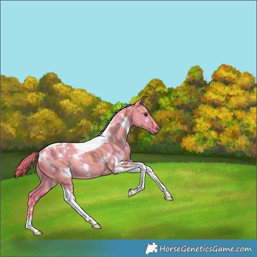 Horse Color:Watercolor Plaid White Spotted Liver Red Dun Ice Tobiano Rabicano