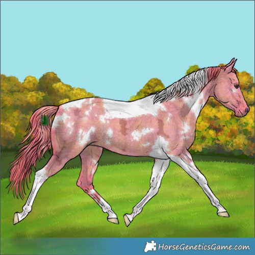 Horse Color:Watercolor Plaid  White Spotted Liver Red Dun Ice Tobiano Rabicano 