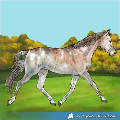 Horse Color:Watercolor White Spotted Liver Red Dun Onyx Rabicano Brindle 