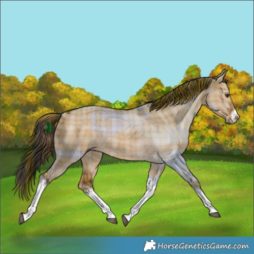 Horse Color:Plaid  White Spotted Liver Red Dun Rabicano 