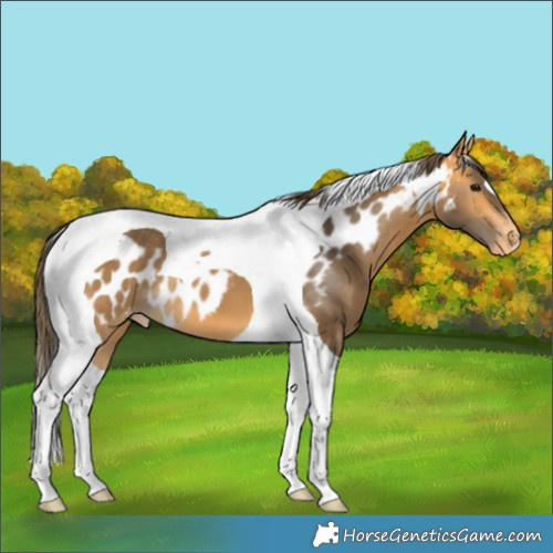Horse Color:Buckskin Tobiano Skewed Appaloosa 