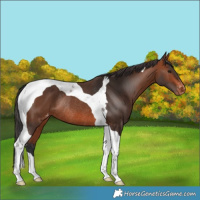 Horse Color:Bay Tobiano Skewed LP Spotted Rabicano