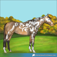 Horse Color:Buckskin Skewed LP Spotted