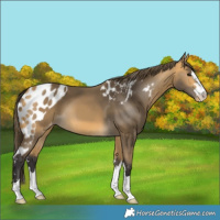 Horse Color:Buckskin Skewed LP Spotted 