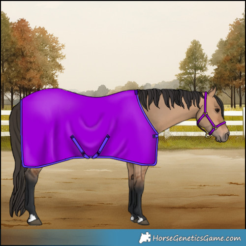 Horse Color:Bay Dun 