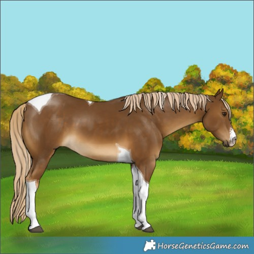Horse Color:White Spotted Chocolate Palomino Tobiano 