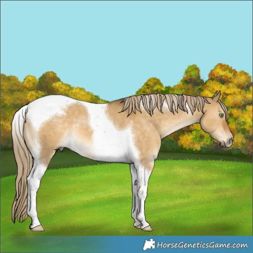 Horse Color:Chocolate Palomino Dun Tobiano