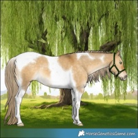 Horse Color:Chocolate Palomino Dun Tobiano 