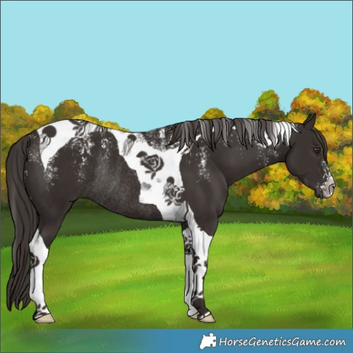 Horse Color:Powder White Liver Chestnut Tobiano Rabicano 