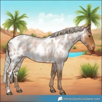 Horse Color:Chocolate Palomino Roan Skewed Appaloosa