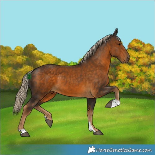 Horse Color:Chocolate Palomino 