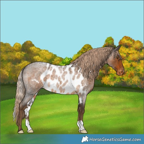 Horse Color:Chocolate Palomino Roan Skewed Appaloosa