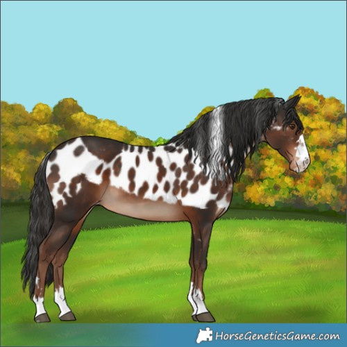 Horse Color:Liver Chestnut Skewed Appaloosa 