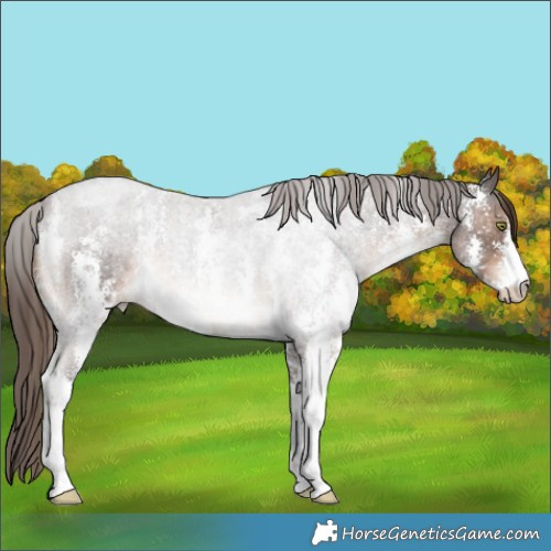 Horse Color:Liver Red Roan Sabino 