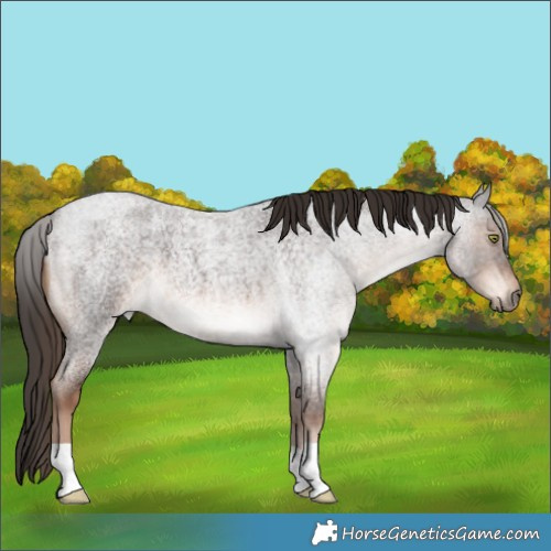 Horse Color:Liver Red Roan 