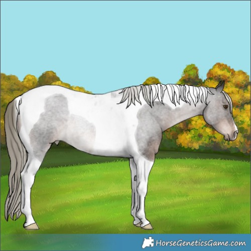 Horse Color:Liver Red Roan Mushroom Tobiano Rabicano 