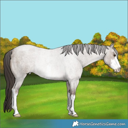 Horse Color:White Spotted Liver Red Dun Roan Rabicano
