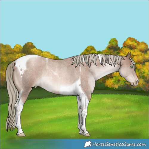 Horse Color:Liver Red Roan Pearl Mushroom Tobiano Rabicano 