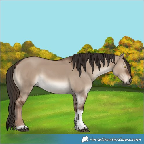 Horse Color:Liver Red Dun Tobiano 