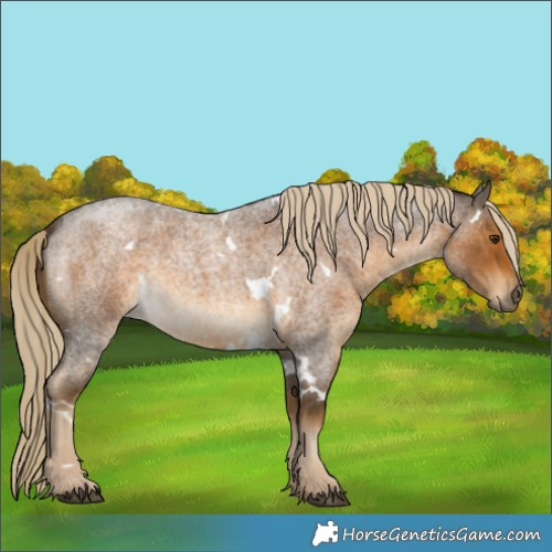 Horse Color:White Spotted Chocolate Palomino Roan 