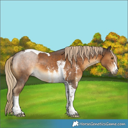 Horse Color:Chocolate Palomino Sabino Tobiano Rabicano 