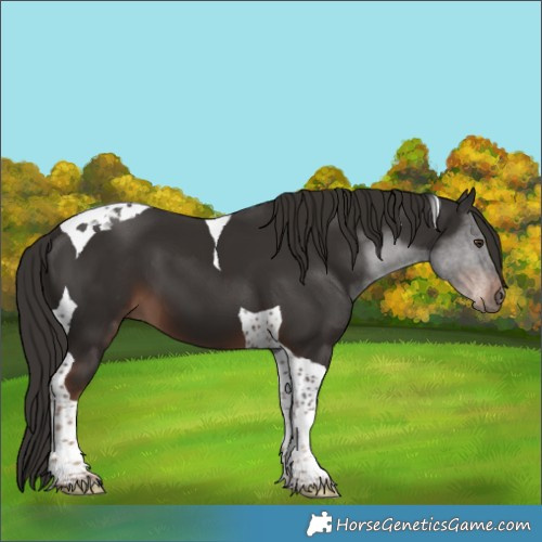 Horse Color:Liver Chestnut Tobiano 