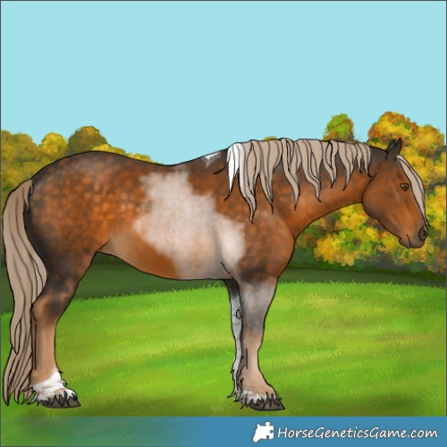 Horse Color:Chocolate Palomino Tobiano 