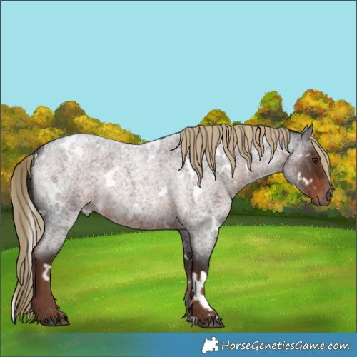 Horse Color:White Spotted Liver Red Roan Rabicano 