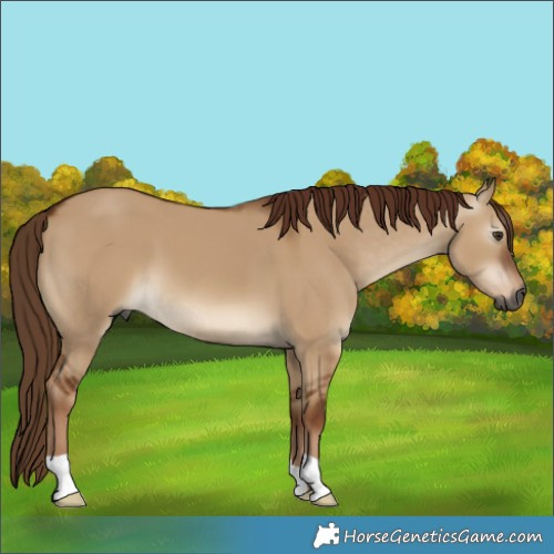 Horse Color:Gray Red Dun 