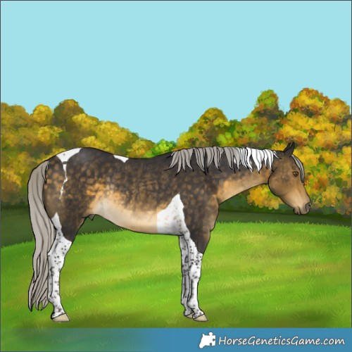 Horse Color:Silver Buckskin Tobiano Rabicano 