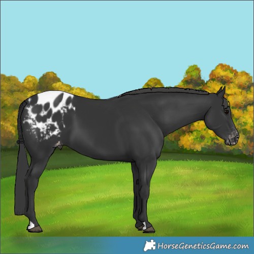 Horse Color:Black Appaloosa 