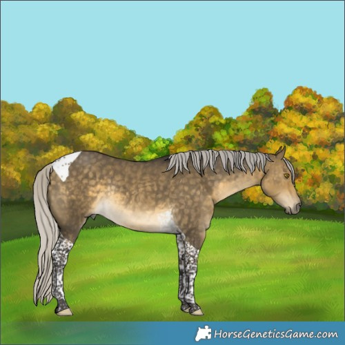 Horse Color:Silver Buckskin Dun Tobiano Rabicano 