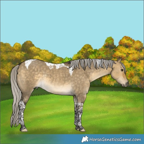 Horse Color:Silver Buckskin Dun Tobiano Rabicano 