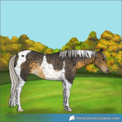 Horse Color:Silver Buckskin Tobiano Rabicano 
