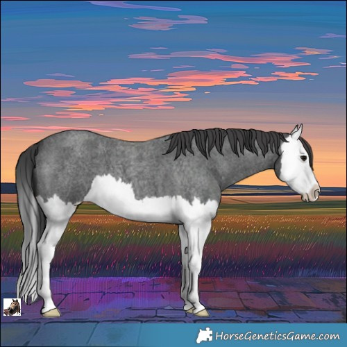 Horse Color:Blue Roan Splash 