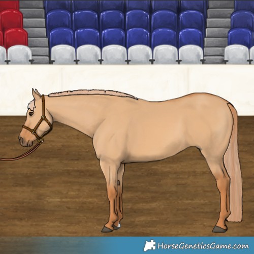 Horse Color:Red Dun 