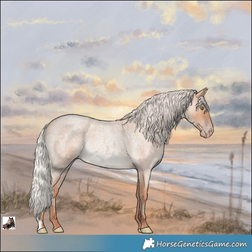 Horse Color:Silver Amber Champagne Roan Rabicano