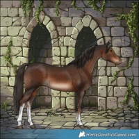 Horse Color:White Spotted Liver Chestnut 