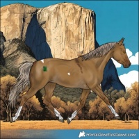 Horse Color:Chocolate Palomino Dun Tobiano 