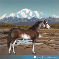 Horse Color:White Spotted Liver Chestnut