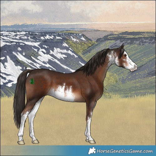 Horse Color:White Spotted Liver Chestnut