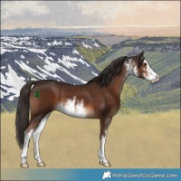 Horse Color:White Spotted Liver Chestnut