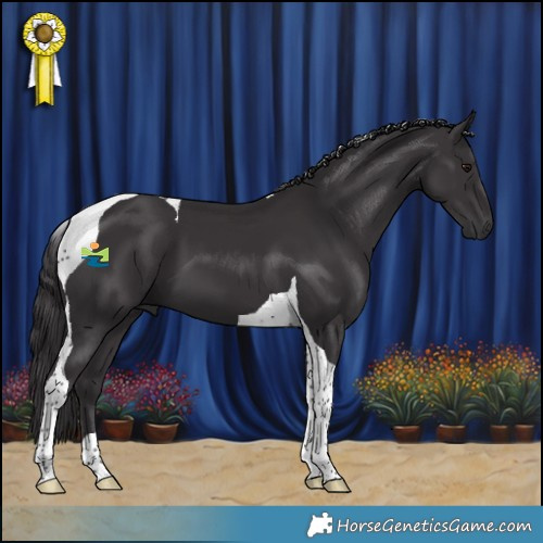 Horse Color:Smoky Black Tobiano