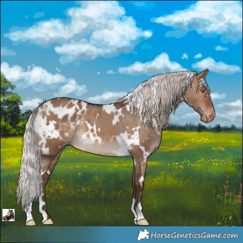 Horse Color:White Spotted Silver Brown Dun Appaloosa 