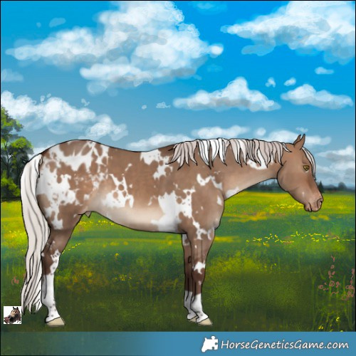 Horse Color:White Spotted Silver Brown Dun Appaloosa 